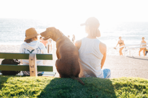 Pet Safety in the Summer