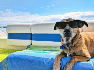 Pet-Friendly Florida Vacation