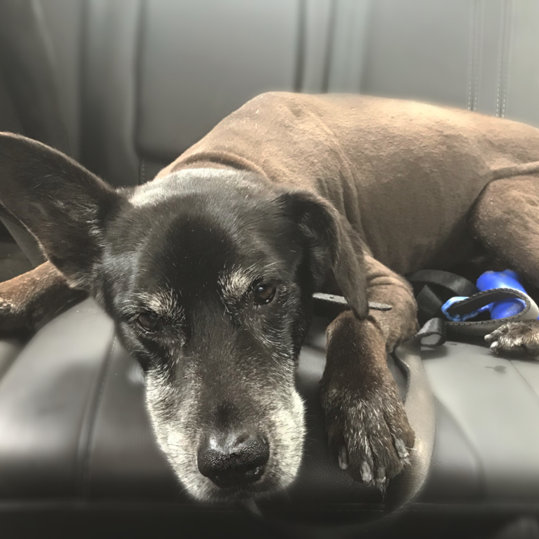 Pet Taxi & More Jill's Next Door